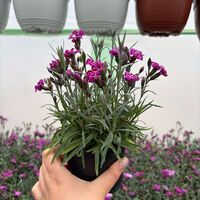 Каскаден ароматен карамфил