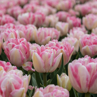 Лале Foxtrot в саксия - единично