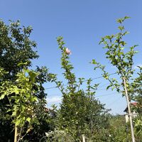 Дървовиден хибискус на щамба (Hibiscus syriacus) – кичести сортове