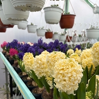 Зюмбюл City of Haarlem в саксия - единичен