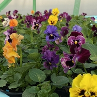 Къдрави теменужки