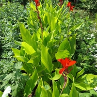 Кана индика (Canna Indica)