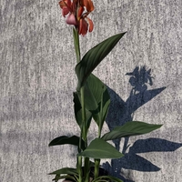 Кана / Canna CANNOVA