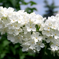 Люляк (Syringa)