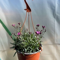 Каскаден ароматен карамфил - кошници