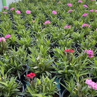 Карамфили тройки