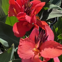 Кана / Canna CANNOVA