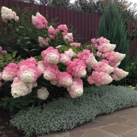 Hydrangea paniculata 'Vanille Fraise' - Хортензия метличеста „Vanille Fraise“