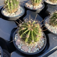 Кактус - Echinopsis oxygona