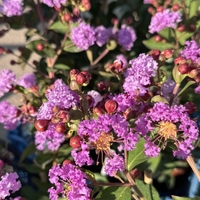 Индийски люляк - Lagerstroemia indica