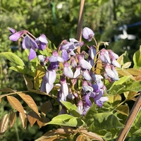 Глициния / Вистерия (Wisteria)