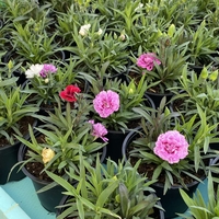 Карамфили тройки