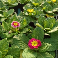 Едроцветна иглика - XL Mid Early Mix