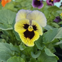 Къдрави теменужки