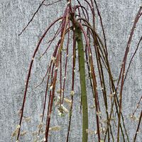 Плачеща върба – Salix caprea 'Kilmarnock'