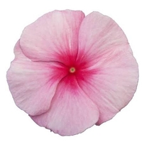 Каскадна винка (Vinca Darling Cascade Strawberry)