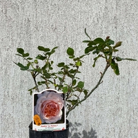 ANDRE LE NOTRE® Meiceppus