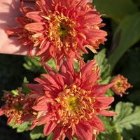 Бългрски хризантеми - различни сортове