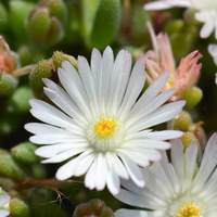 Делосперма/Delosperma