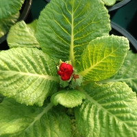 Едроцветна иглика - XL Mid Early Mix