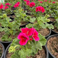 Мушкато Calliope® M Red Splash