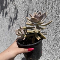 Сукулент Graptopetalum paraguayense - голям