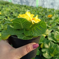 Едроцветна иглика - XL Mid Early Mix