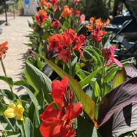 Кана / Canna CANNOVA