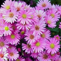 Алпийска астра /Aster alpinus/ - Pink