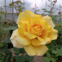 GINA LOLLOBRIGIDA® Meilivar