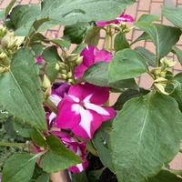 Impatiens walleriana 'Raffael Star Mix' (Циганче / Импатиенс)