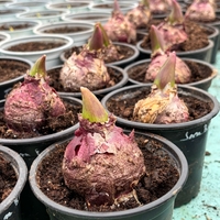 Зюмбюл Blue Jacket в саксия - единичен