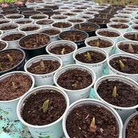 Лале Foxtrot в саксия - единично