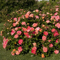 Peach DRIFT® Meiggili
