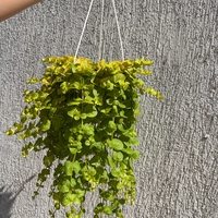 Lysimachia nummularia ‘Goldilocks’ (Лизимахия) в кошници