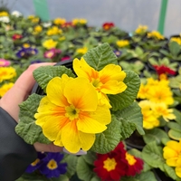 Едроцветна иглика - XL Mid Early Mix