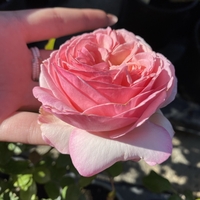 EDEN ROSE® Meiviolin/ GPT. EDEN ROSE Pierre De Ronsard ®