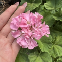 Мушкато (Pelargonium zonale) - кичест сорт