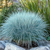 Фестука (Festuca glauca) – Синя декоративна трева