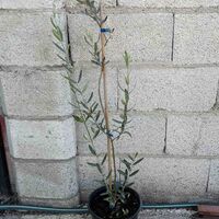 Маслина (Olea europaea)