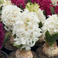 Зюмбюл White Pearl в саксия - единичен