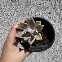 Сукулент Graptopetalum paraguayense - малък