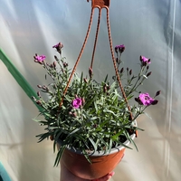 Каскаден ароматен карамфил - кошници