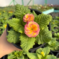 Кичеста иглика, тип розичка