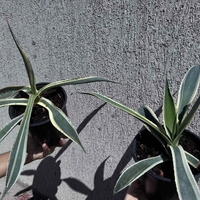 Столетник (Agave americana 'Variegata')
