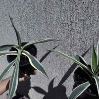 Столетник (Agave americana 'Variegata')