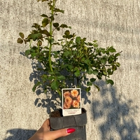 Cubana ® Rose