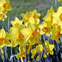 Нарцис Pinza в саксия