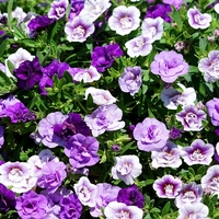 Калибрахое - тройка (Blue Petticoat)