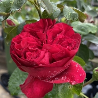 Gpt Red Eden Rose® (Eric Tabarly®)